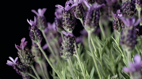 Incorporating Lavender into your Spellwork: Enhancing the Spiritual Connection